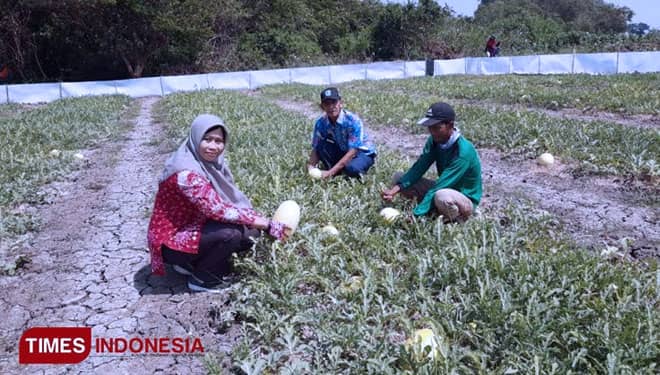 Jadi Favorit Berbuka Puasa, Ini Sentra Buah Semangka di Jatim