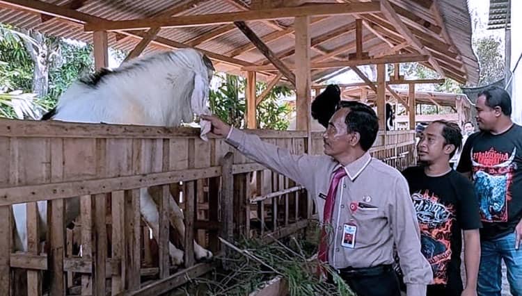 Kasus Suspek PMK di Kabupaten Probolinggo Mencapai 972 Sapi
