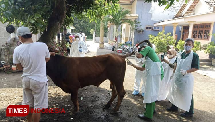 Realisasi Vaksin PMK di Kabupaten Probolinggo Belum Ada Kejelasan