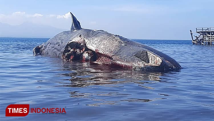 Begini Kondisi Terkini Paus Sperma yang Terdampar di Dermaga Cinta Banyuwangi