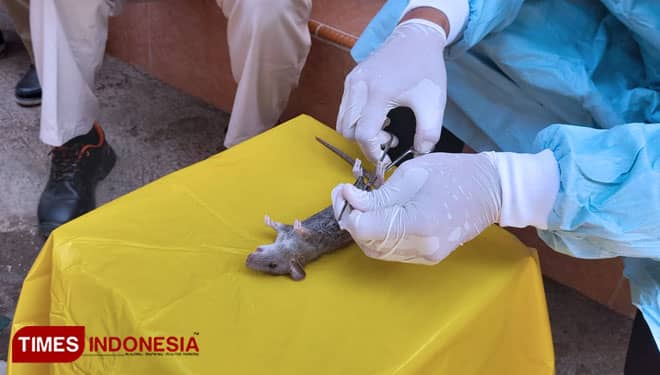 Waspada Bisa Fatal! Desa di Bondowoso Ini Diduga Terinfeksi Leptospirosis, Apa Itu?