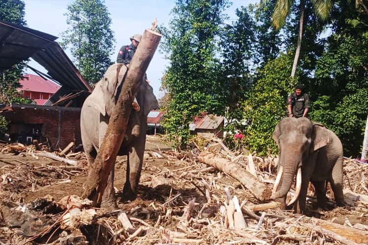 Pemprov Aceh Larang Ambil Kayu Hanyut Pasca-Banjir, Dapat Dimanfaatkan untuk Kepentingan Darurat