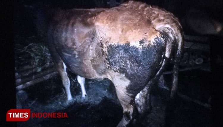 Gara-gara Mantri Hewan Tak Datang, Sapi Warga Banyuwangi Jadi Korban