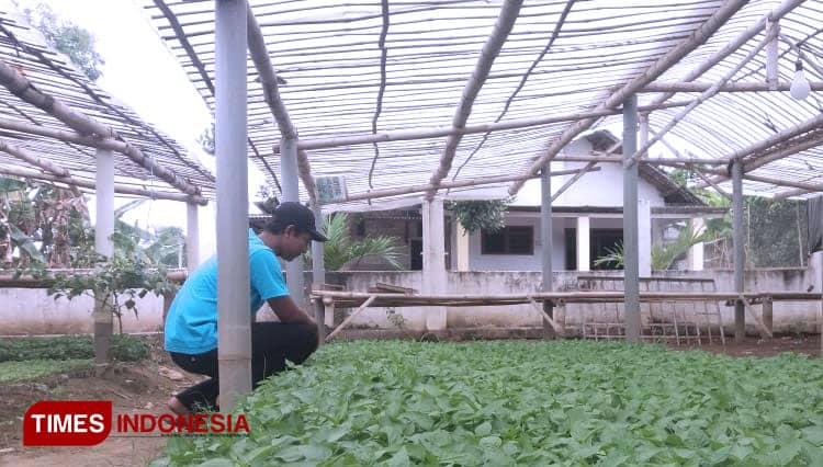 Ada Pandemi, Penjualan Bibit Tanaman di Jombang Justru Melonjak