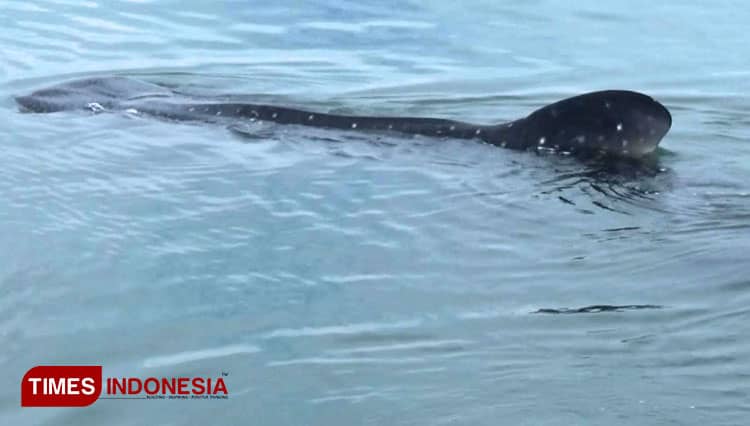 Hiu Tutul Mulai Terlihat di Pantai Bohay Probolinggo