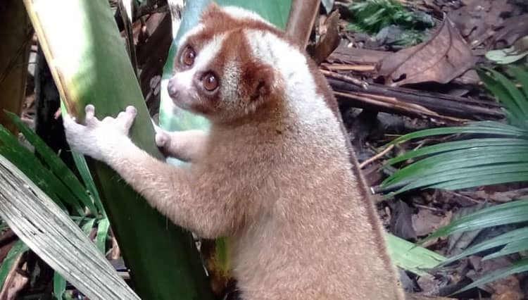 Kukang Jawa di Kawasan Pegunungan Sawal Ciamis Mulai Punah