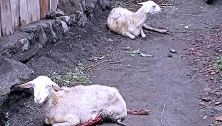 Ternak Warga Bondowoso Luka Misterius, Diduga Diserang Anjing Liar