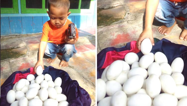 Warga Temukan Puluhan Telur di Bantaran Bengawan Solo Lamongan, Diduga Telur Buaya