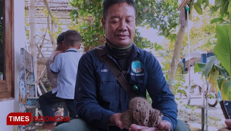 Warga Lamongan Temukan 2 Bayi Kucing Hutan yang Termasuk Satwa Dilindungi