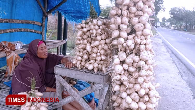 Penurunan Omset Dirasakan Pedagang Bengkoang Musiman di Tuban
