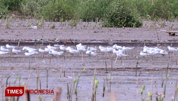 Burung Air di Kawasan KEE Mangrove Ujungpangkah Berpotensi Jadi Ekowisata