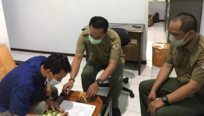 Macan Rembah yang Ditemukan Anggota DPRD Jember Segera Dilepas ke Habitatnya