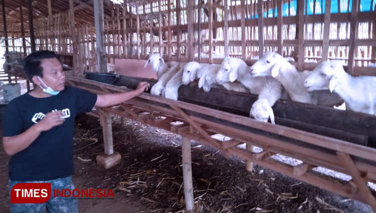 Mantan TKI di Gresik Sukses Beternak Kambing dengan Metode Modern