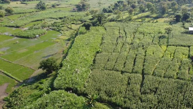 Taman Wisata Airlangga, Destinasi Terbaru di Lamongan yang Segera Dibangun