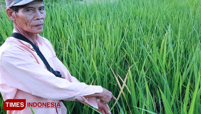 Diserang Penyakit Xanthomonas Oryzae, Petani di Banyuwangi Terancam Gagal Panen