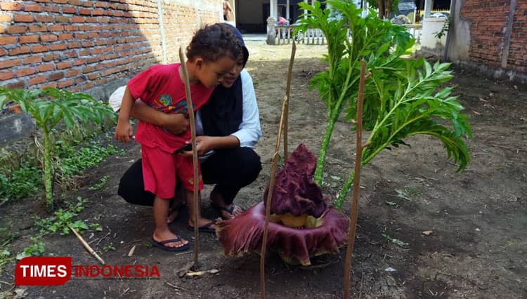 Bunga Bangkai Mekar di Pekarangan Rumah Warga Lamongan