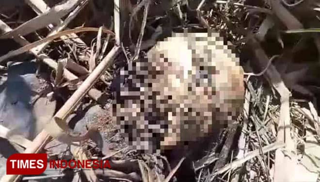 Penemuan Tengkorak Manusia di Kebun Tebu Hebohkan Warga Banyuwangi